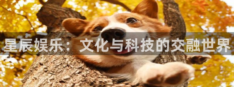 辉达平台